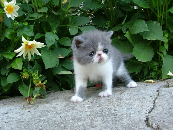 Andrea Klegov�: Tak toto je ten svet? (exotick� ma�i�ka Rianna)