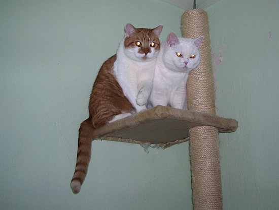 Eva Bacigalov�: Alissa a Adonis