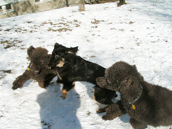 Eva Virgovi�ov�: Krotenie su�ky hovawarta pudlami