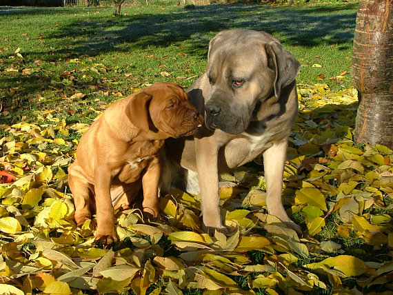 Jano Mesiar: tea bordo dogy a cane corso