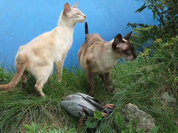 Marie Prok�pkov�: Zd�n� ob�as klame