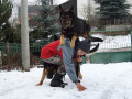 Buck - skokan