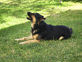 Rex