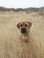 Athos