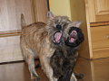 Ozzy a Mambo