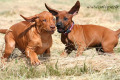 Clash & Rusty