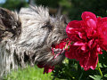 Lilly