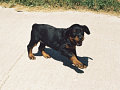 Nahaka