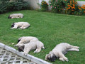 Siesta