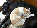 Siesta