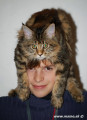 Barborka Redi Cats - ako idelna ozdoba pre amana Milka