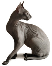 Donsk Sphynx