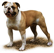 Americk buldog