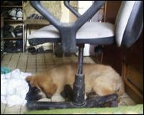 Bessy